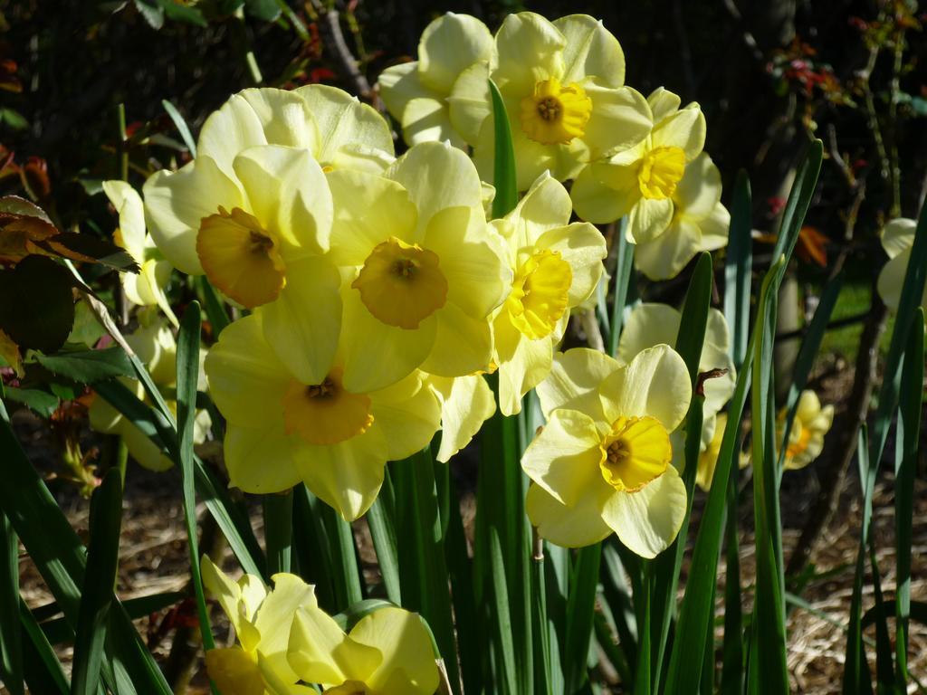 Wagners Cottages Swansea Rom bilde